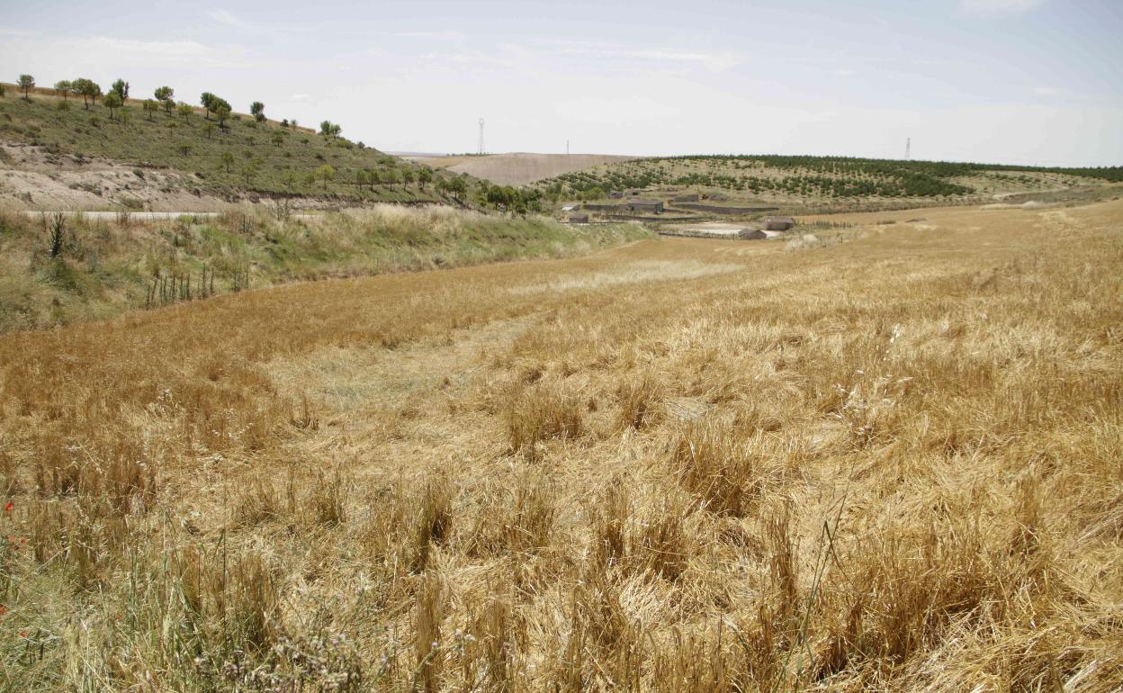 Daños causados por el granizo en cereal sin cosechar en la provincia de Valladolid. 