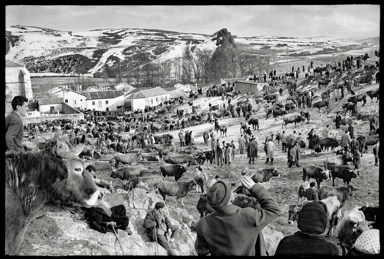 Feria de ganado en Cervera de Pisuerga(1955)