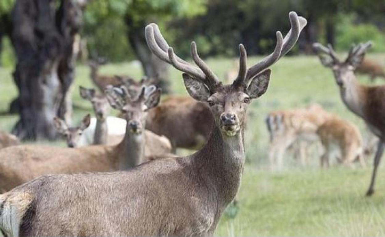 Gamos y ciervos que habitan en el bosque de Riofrío.