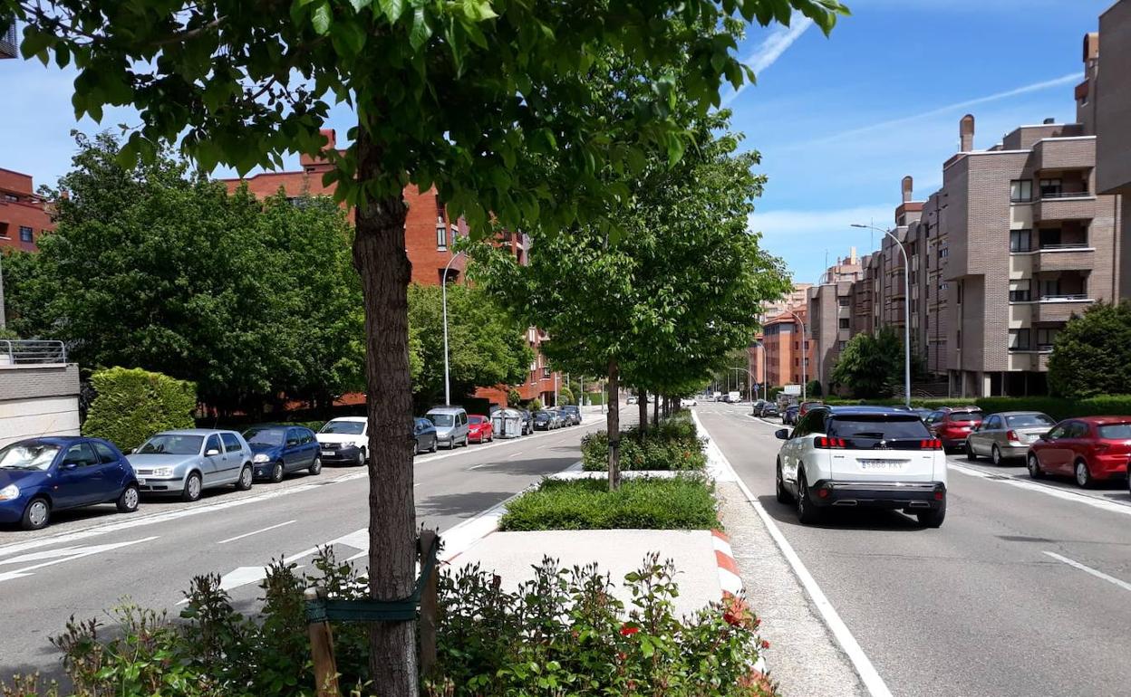 Hilera de olmos plantados en la mediana de Hernando de Acuña, en el barrio de Parquesol. 