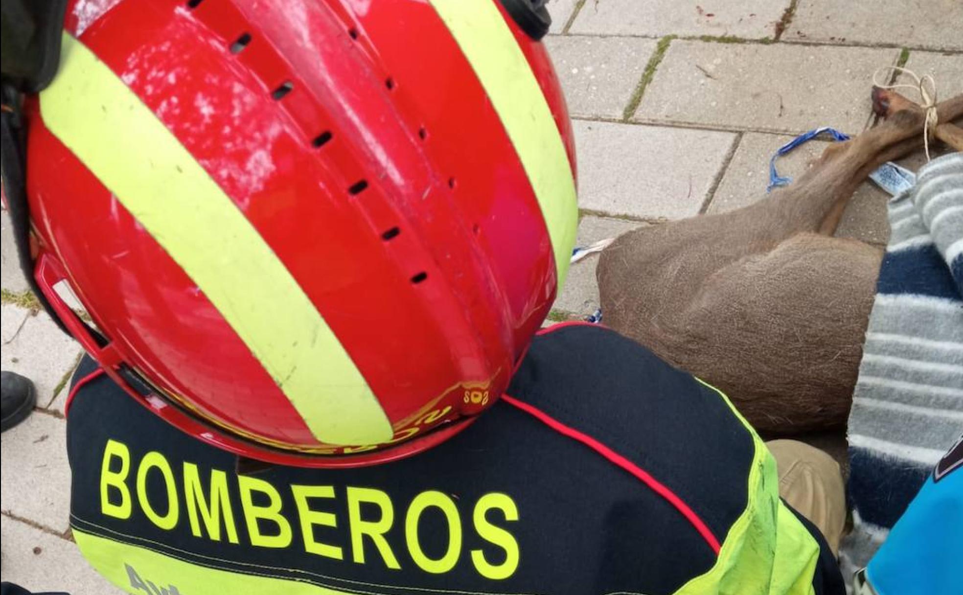 Captura de un corzo en Valladolid capital, en abril. 