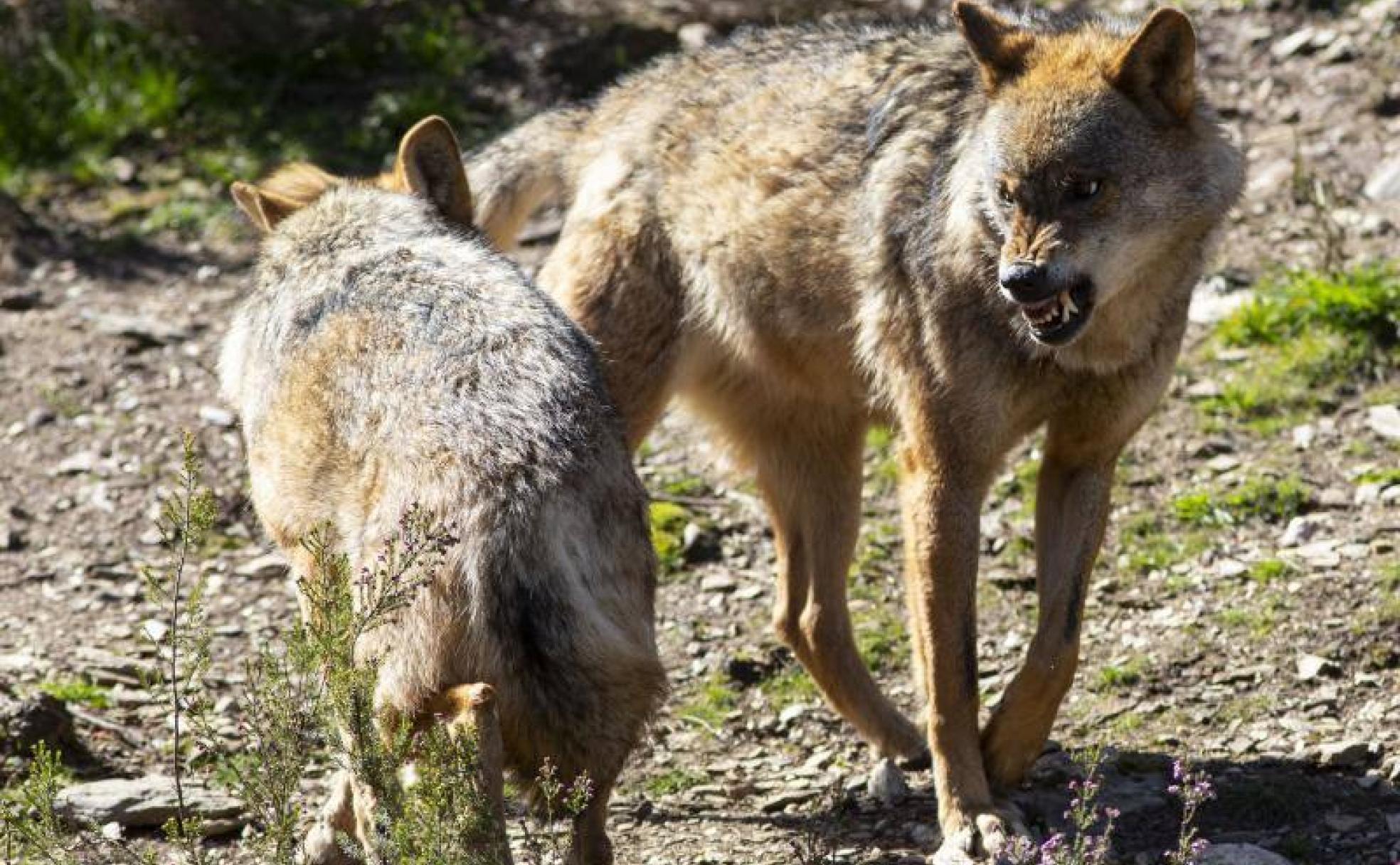 Centro del Lobo Ibérico de Castilla y León Félix Rodríguez de la Fuente, en Zamora. 