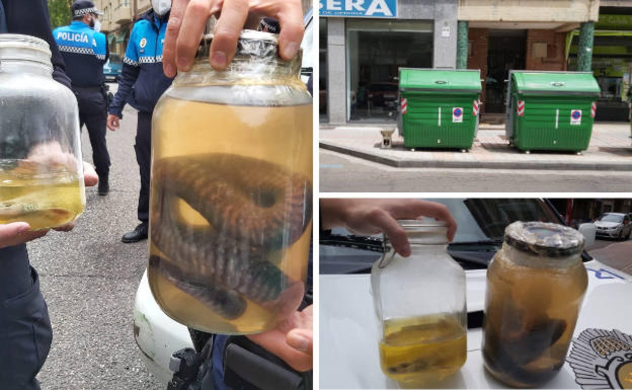 La culebra y el pez en un tarro y los contenedores donde ha aparecido este sábado.