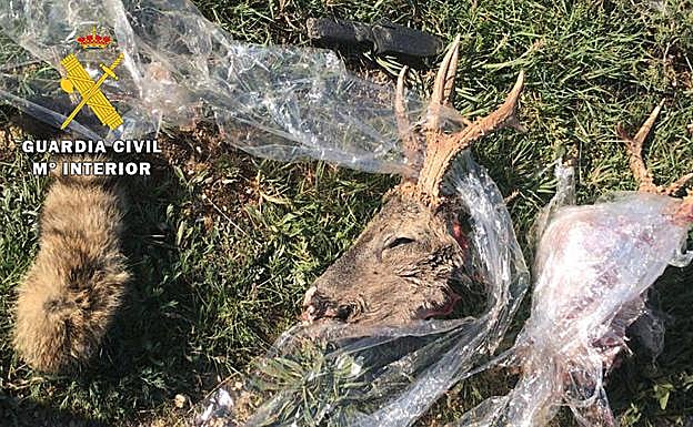 Imagen principal - Detenidos in fraganti dos cazadores furtivos en Burgos por abatir dos corzos y un gato montés