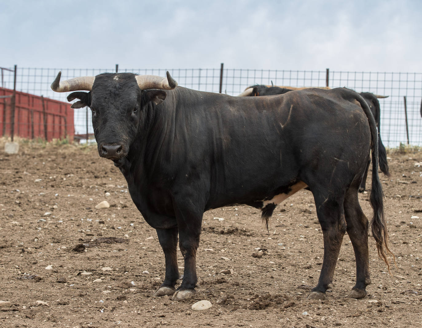Los toros del concurso que supondrá el retorno de los festejos taurinos a Valladolid tras la pandemia.