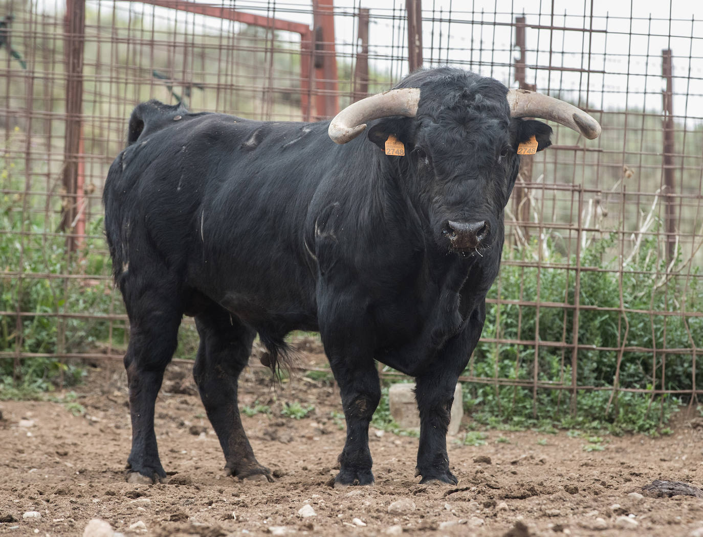 Los toros del concurso que supondrá el retorno de los festejos taurinos a Valladolid tras la pandemia.