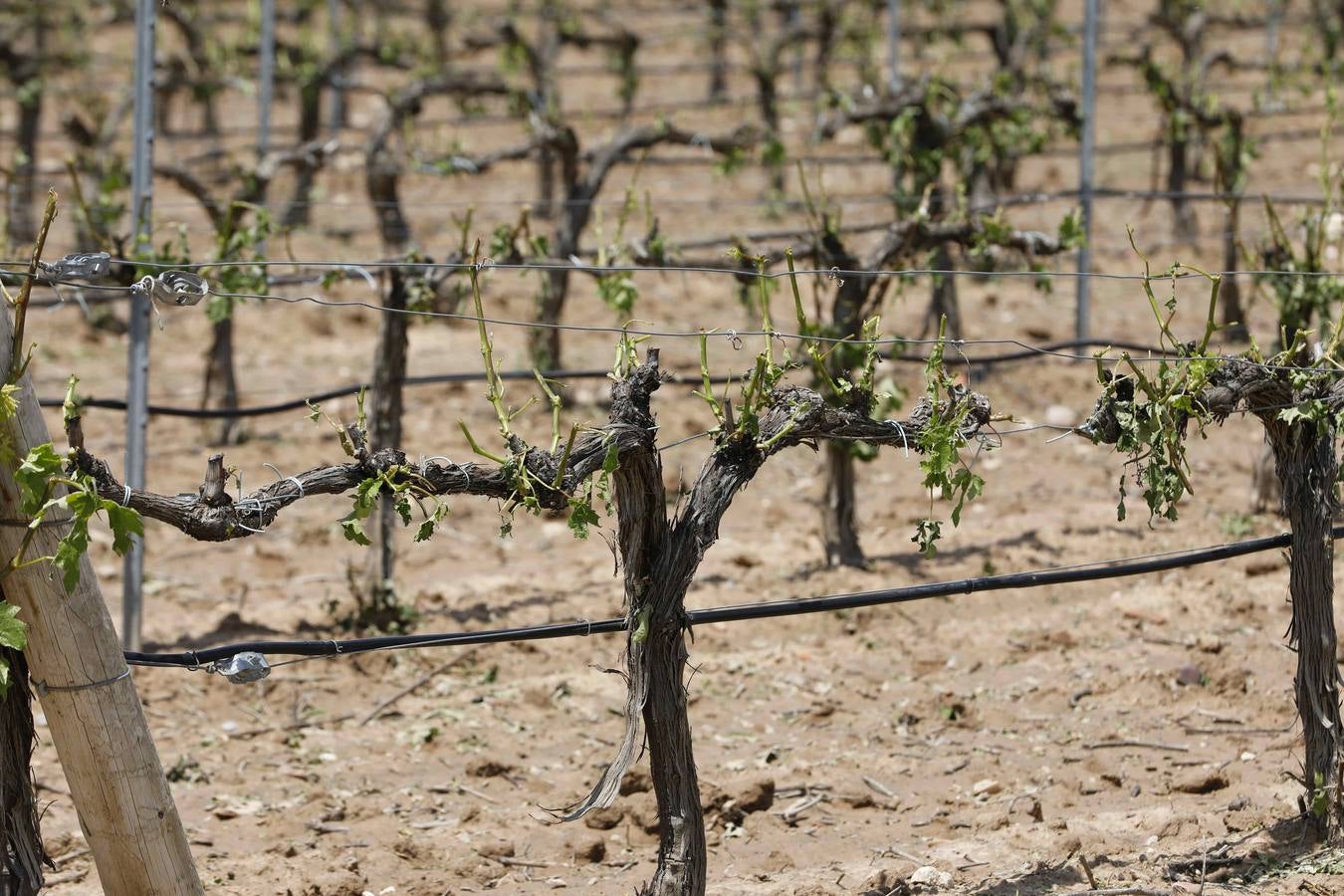 Pesquera de Duero.