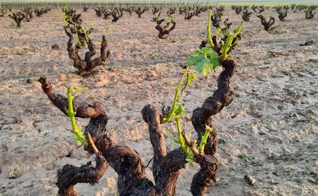 UCCL pide la declaración de zona catastrófica para comarcas vitivinícolas de Valladolid y Burgos