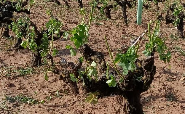 Galería. Los daños de la granizada de ayer, en diferentes puntos de la Ribera del Duero.