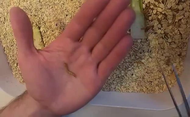 Así cocina el chef francés Laurent Veyet sus platos con gusanos