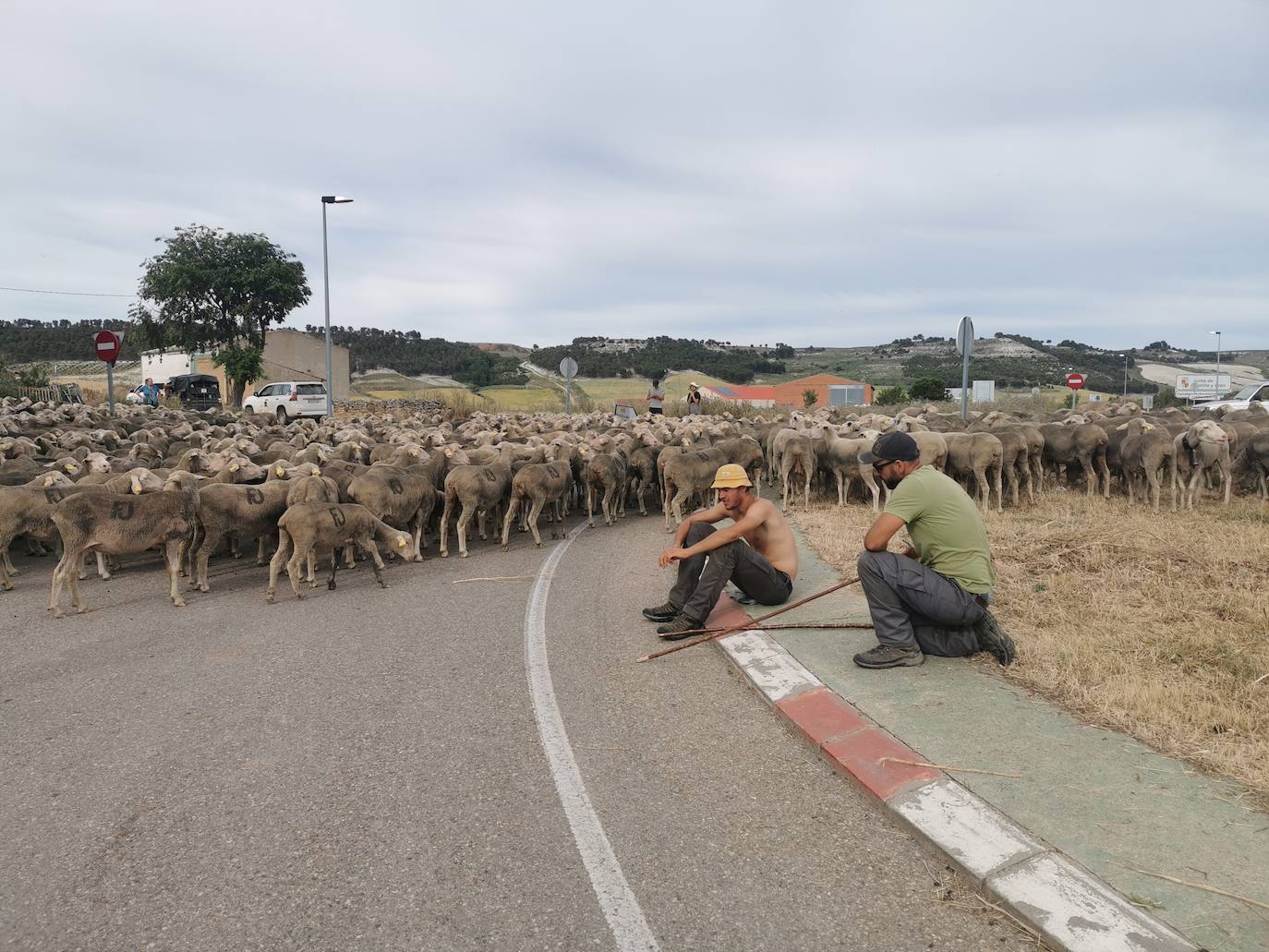 Las ovejas, a su paso por Torrelobatón. 