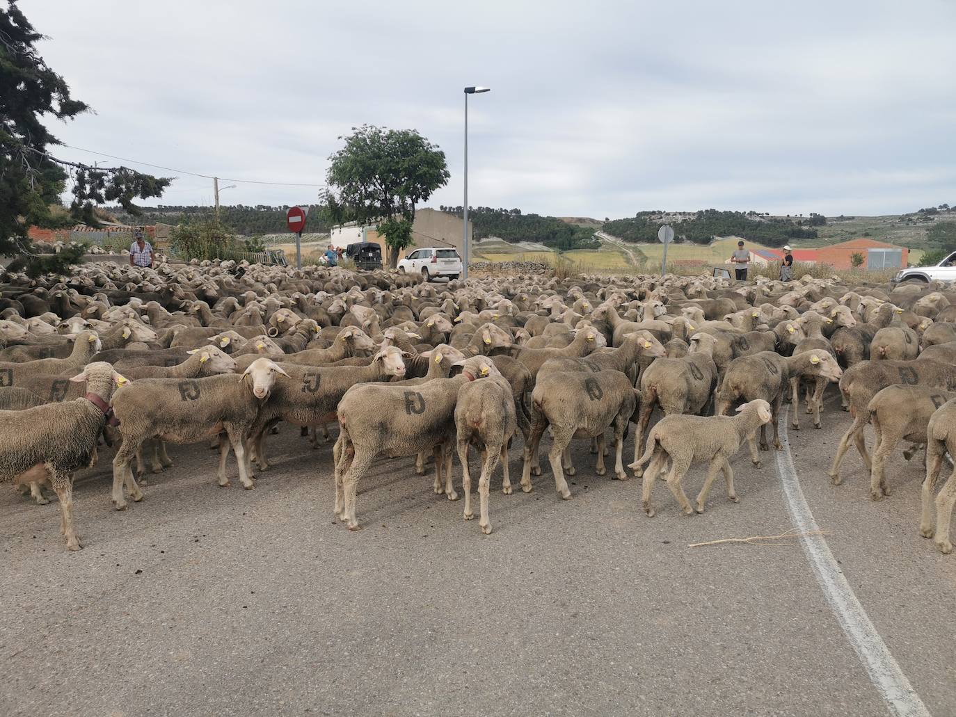 Las ovejas, a su paso por Torrelobatón. 