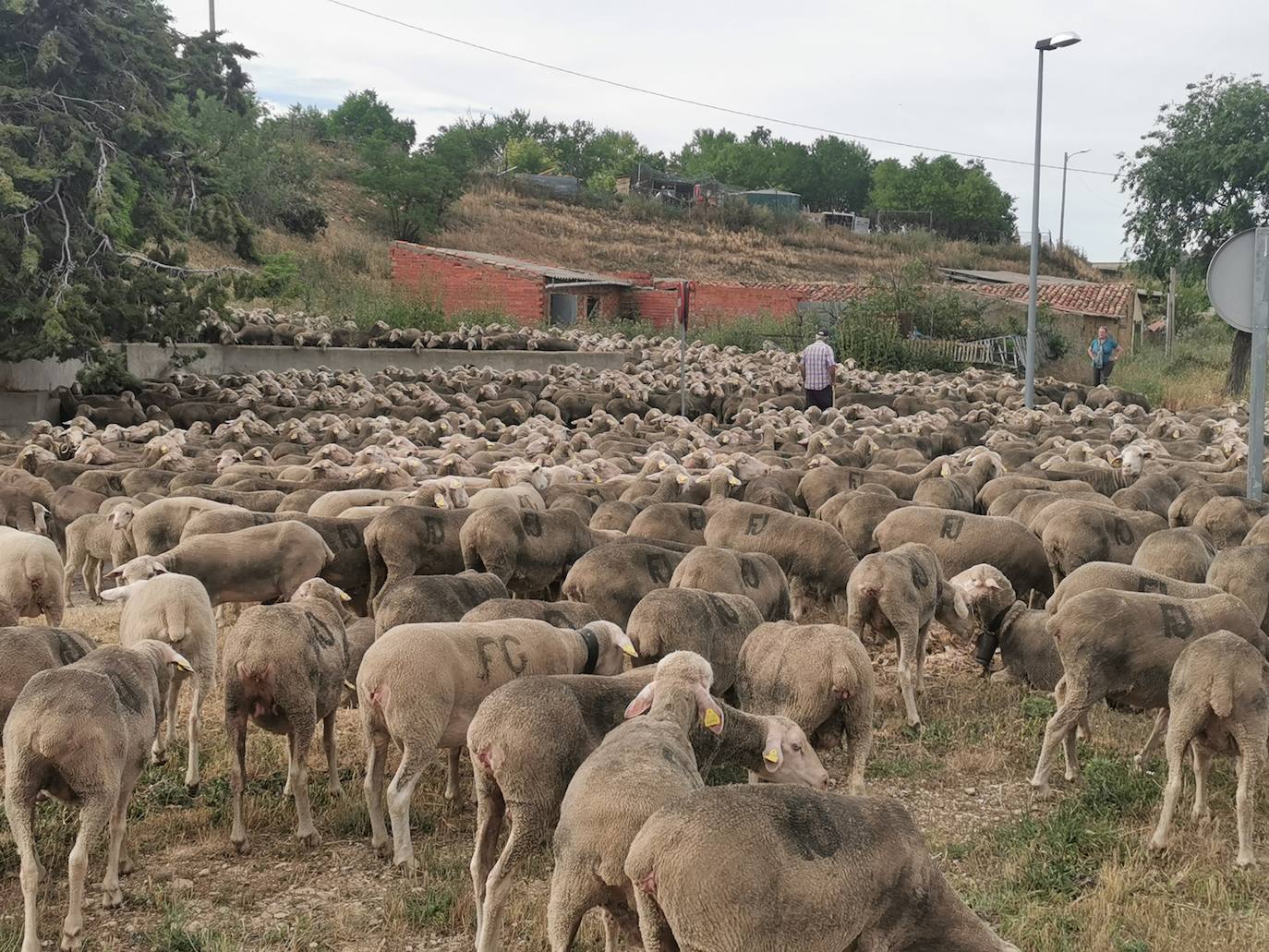 Las ovejas, a su paso por Torrelobatón. 