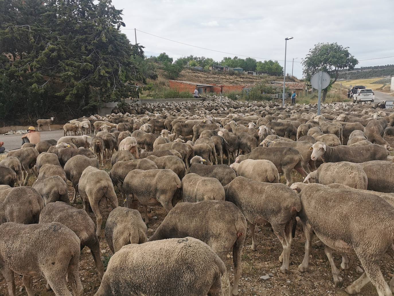 Las ovejas, a su paso por Torrelobatón. 