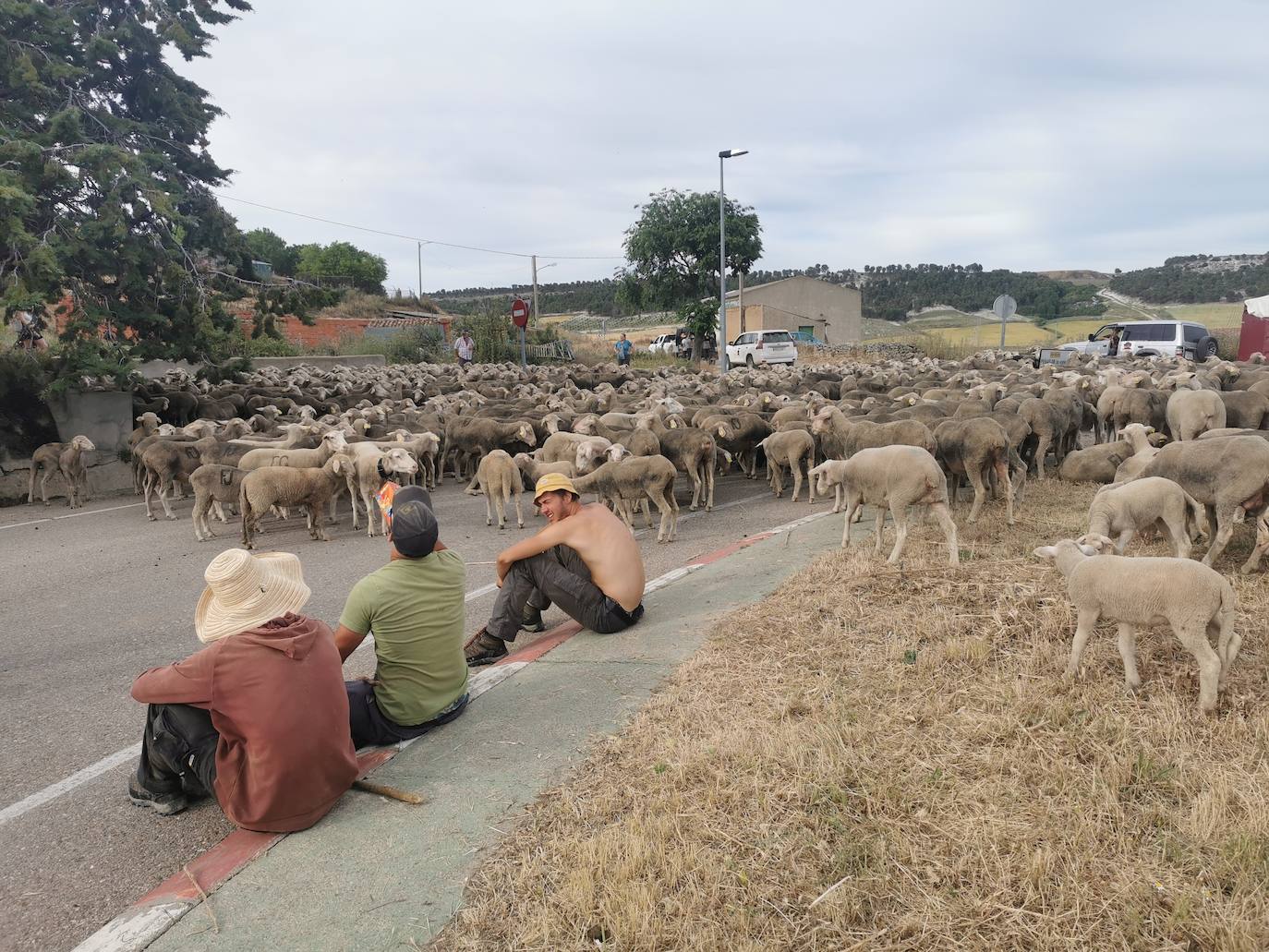 Las ovejas, a su paso por Torrelobatón. 