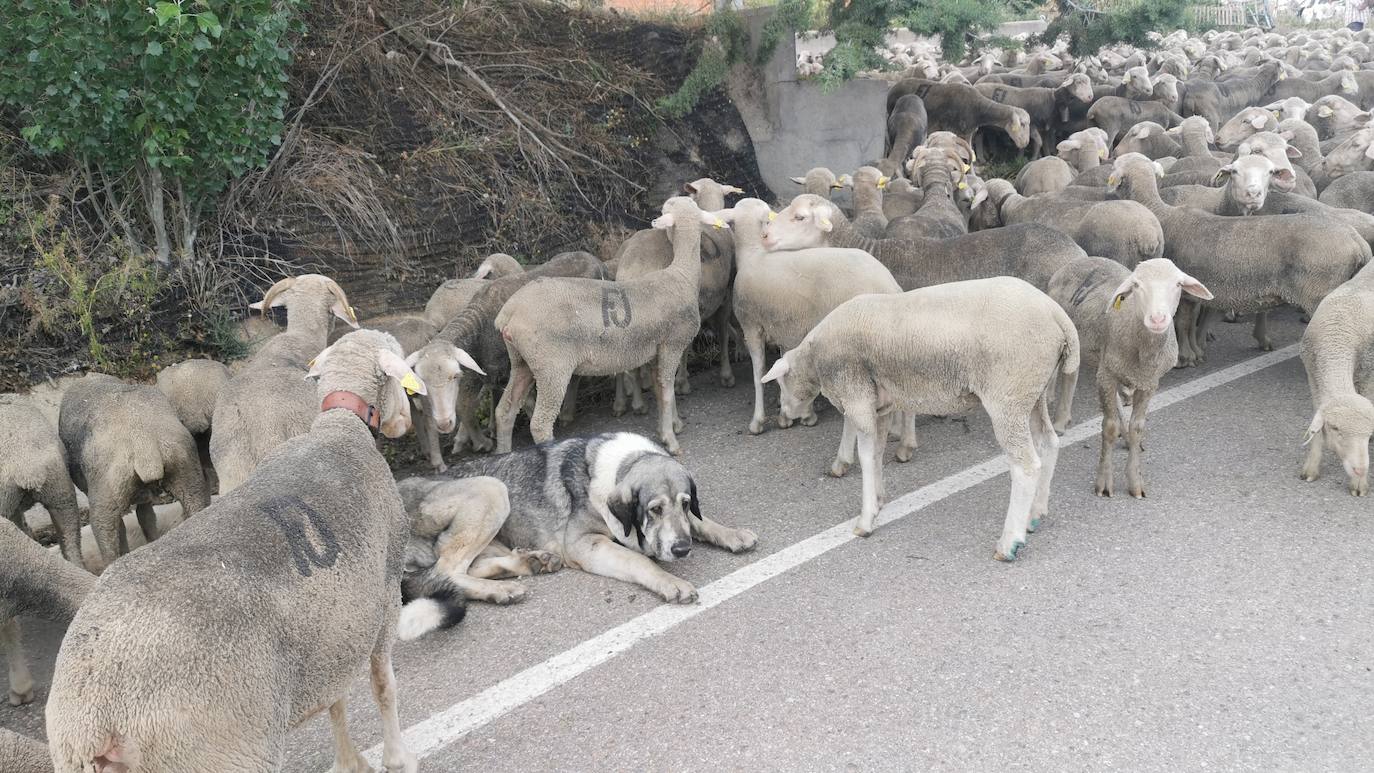 Las ovejas, a su paso por Torrelobatón. 