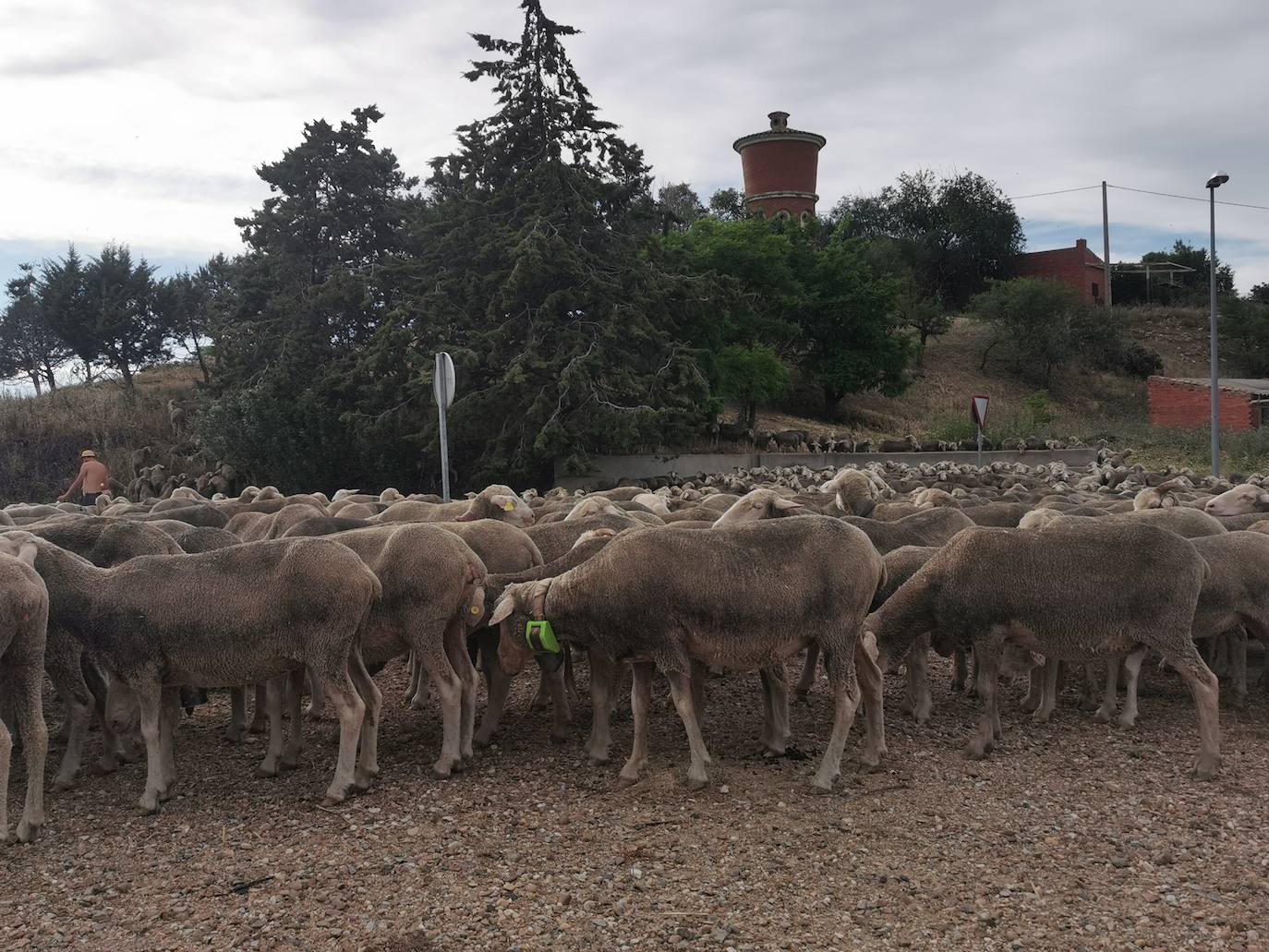 Las ovejas, a su paso por Torrelobatón. 