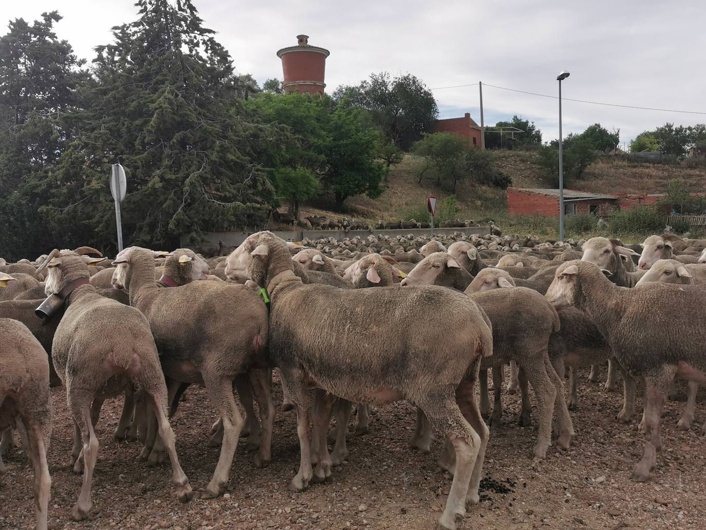 Las ovejas, a su paso por Torrelobatón. 