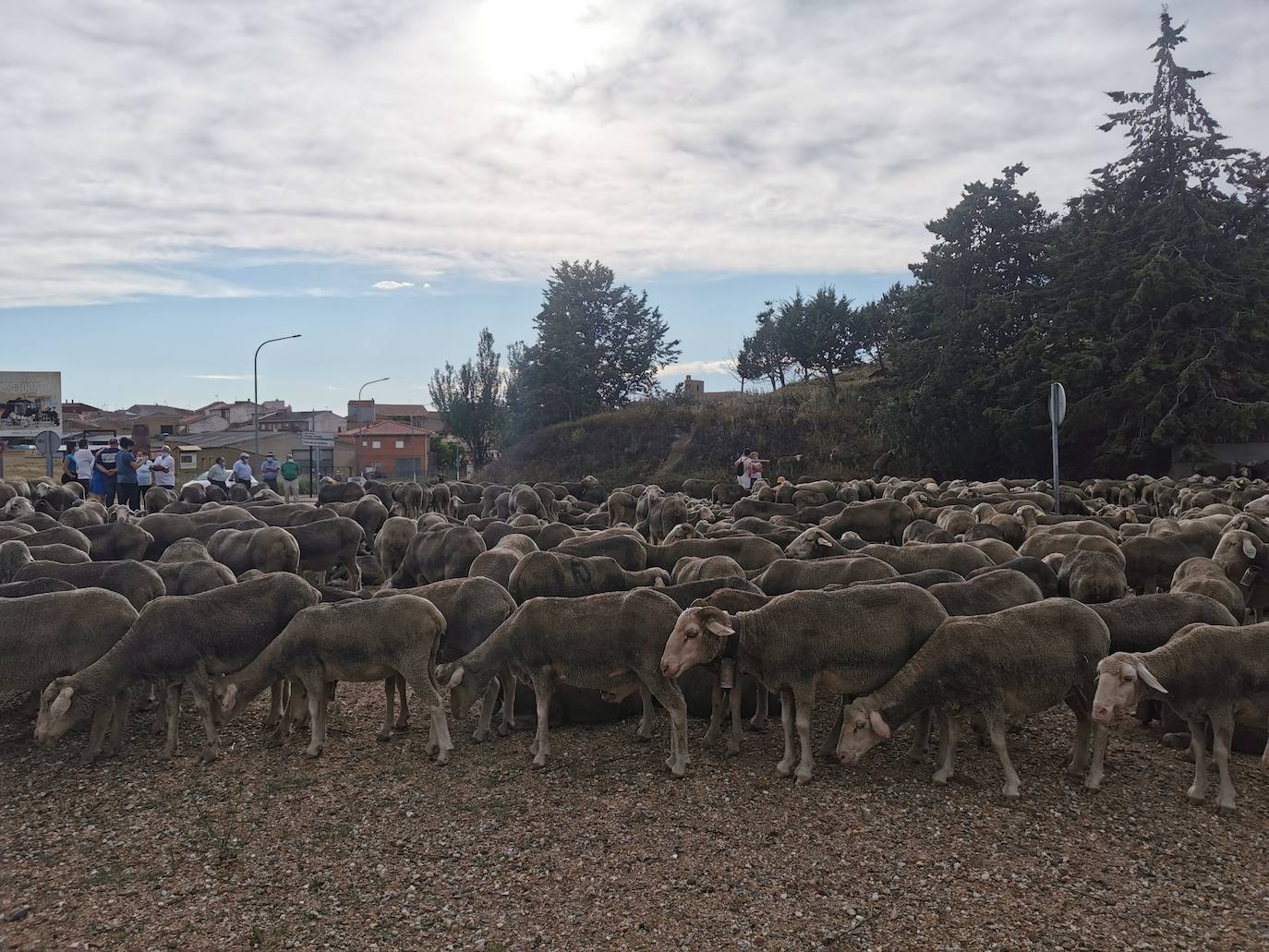 Las ovejas, a su paso por Torrelobatón. 