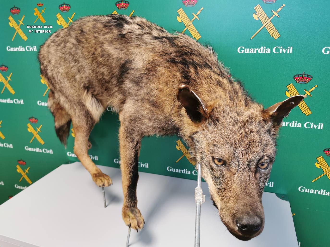 Lobo entero naturalizado incautado por la Guardia Civil en la operación. 
