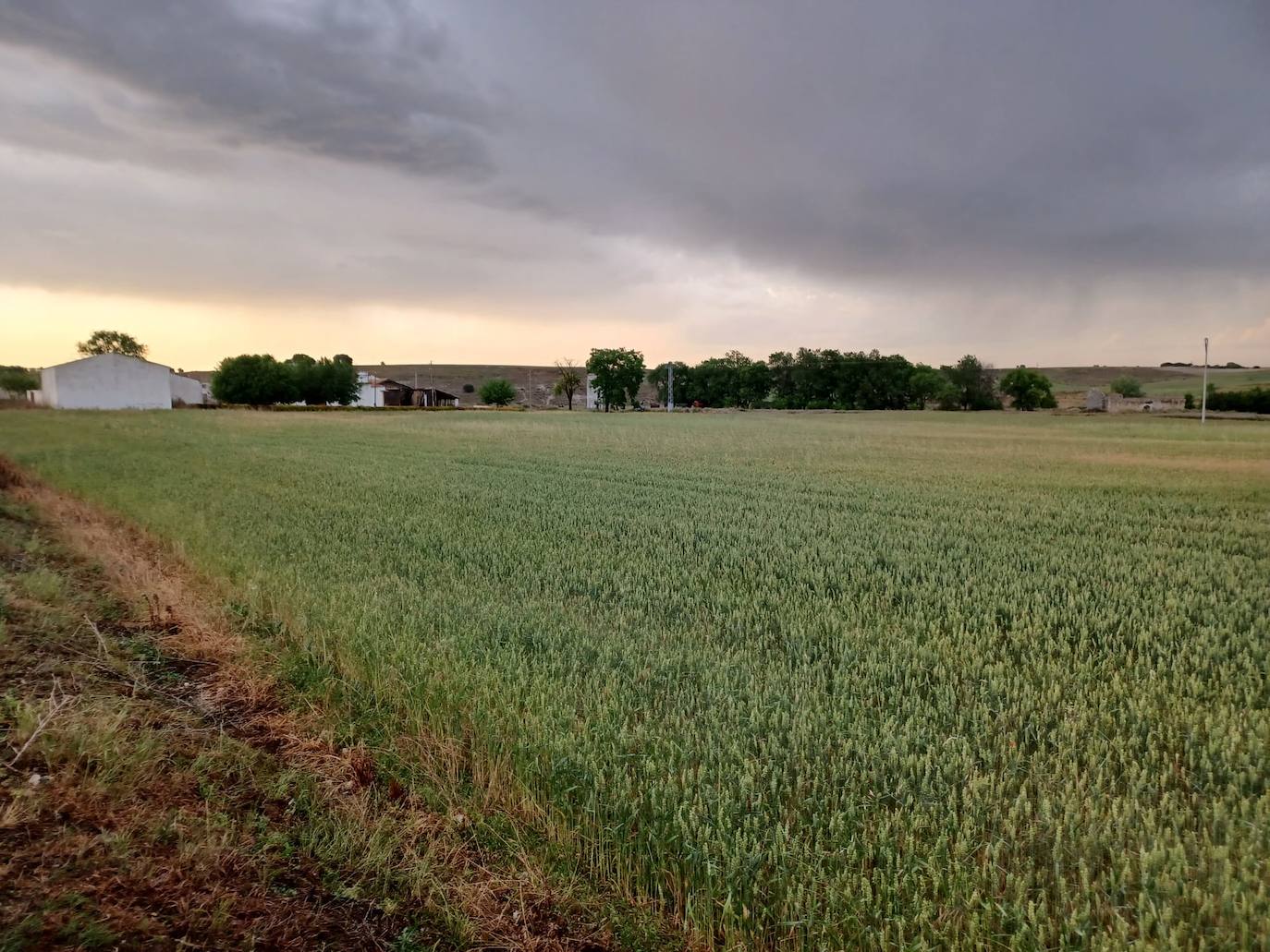 Los efectos del granizo se han dejado notar en los campos de Piñel de Abajo, en Valladolid. 