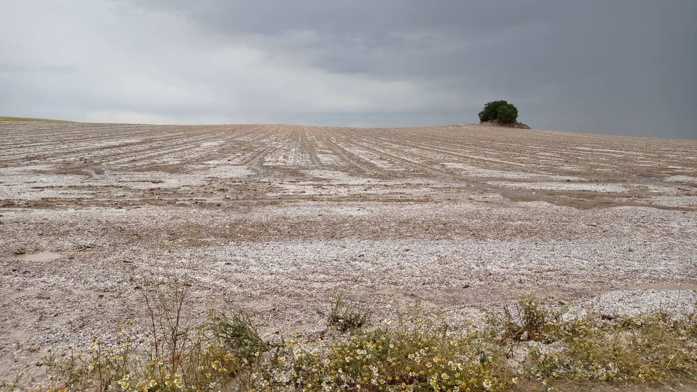 Los efectos del granizo se han dejado notar en los campos de Piñel de Abajo, en Valladolid. 