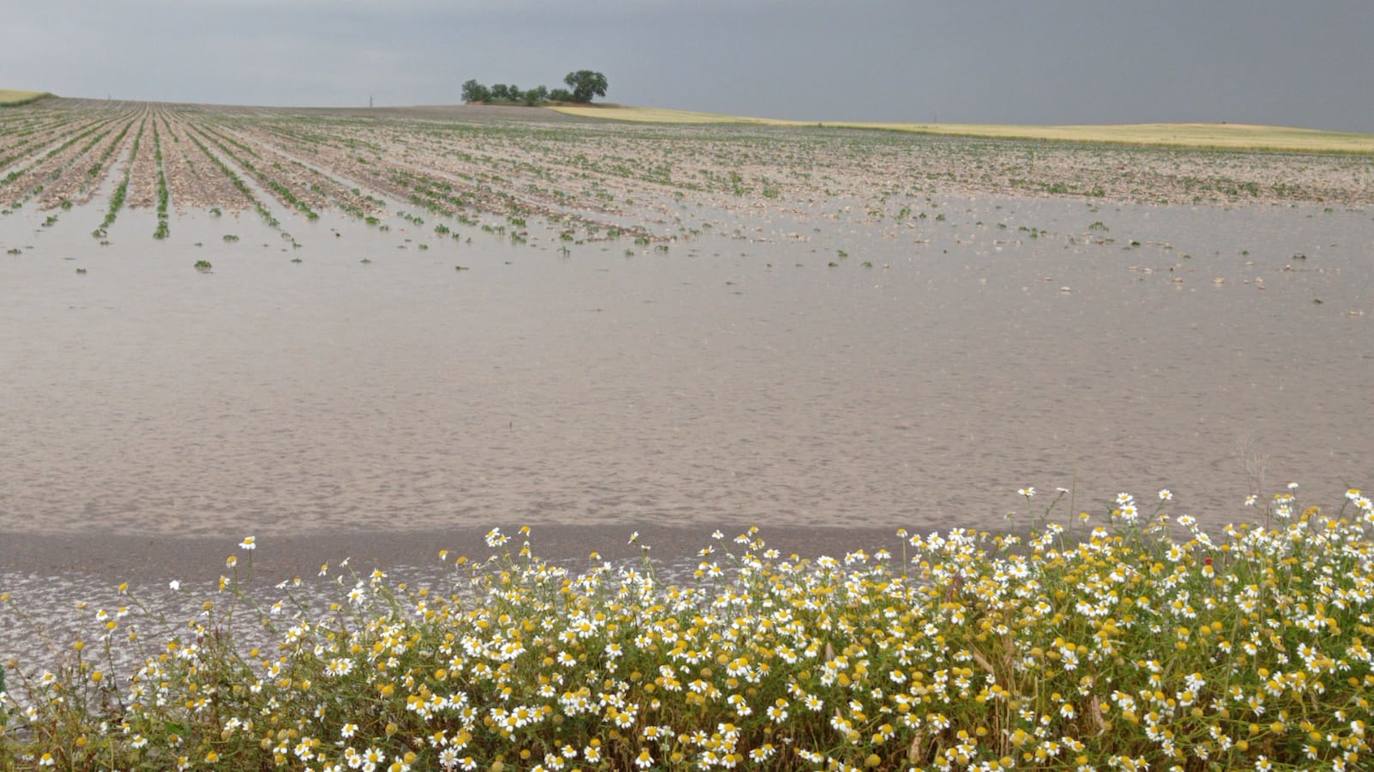 Los efectos del granizo se han dejado notar en los campos de Piñel de Abajo, en Valladolid. 