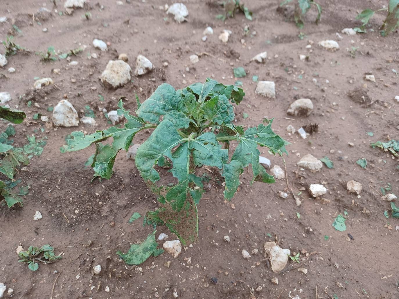 Los efectos del granizo se han dejado notar en los campos de Piñel de Abajo, en Valladolid. 