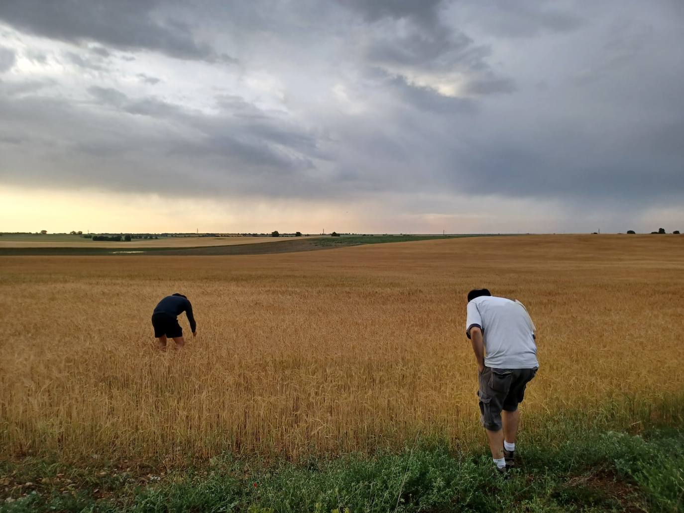 Los efectos del granizo se han dejado notar en los campos de Piñel de Abajo, en Valladolid. 