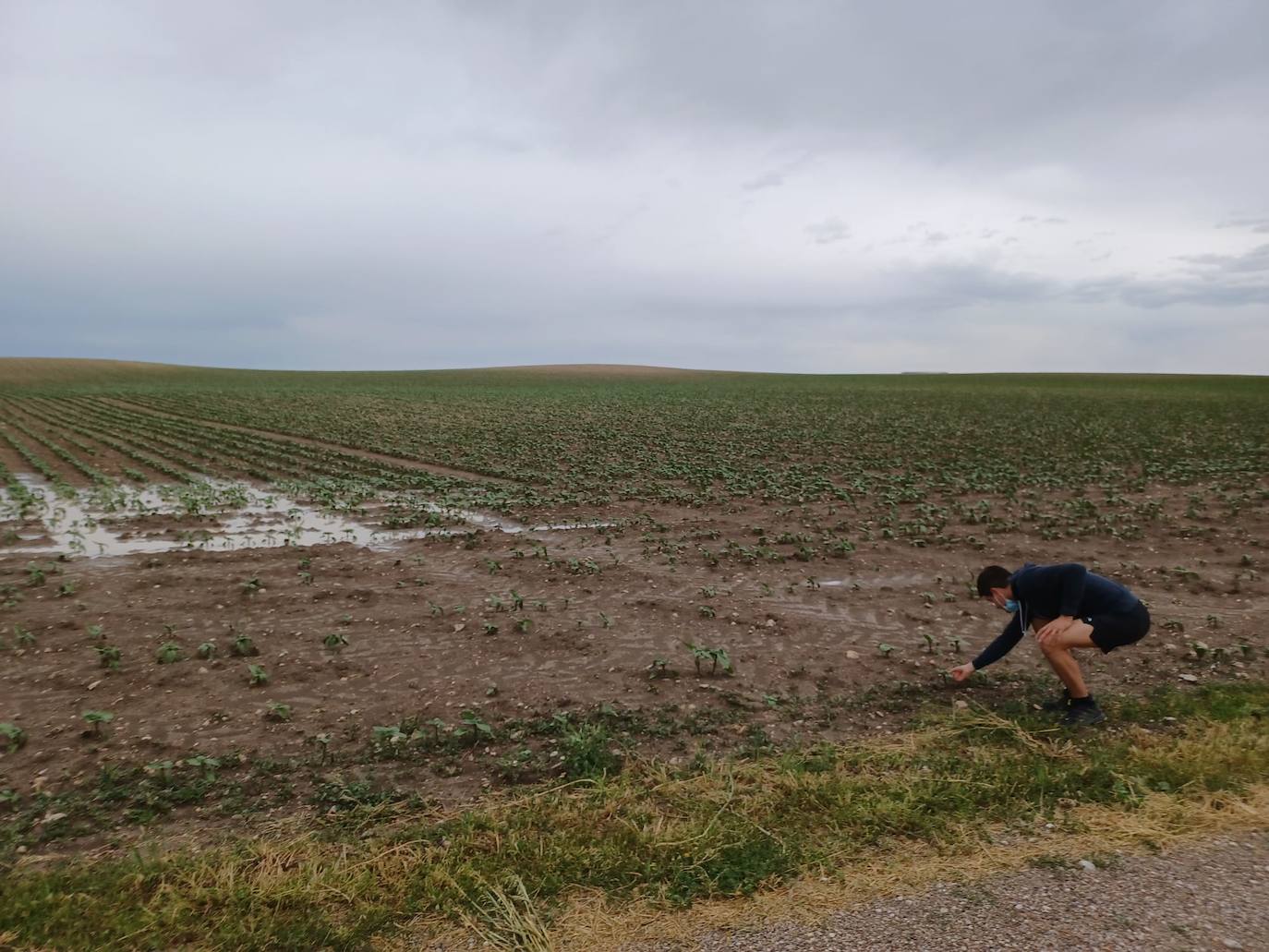 Los efectos del granizo se han dejado notar en los campos de Piñel de Abajo, en Valladolid. 