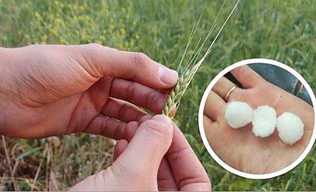 Las tormentas dañan cultivos de Piñel e inundan varias calles de Pedrajas y Olmedo
