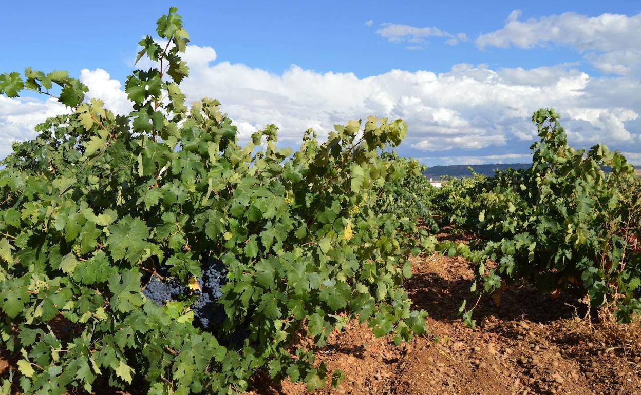 Viñedo de la DO Cigales. 