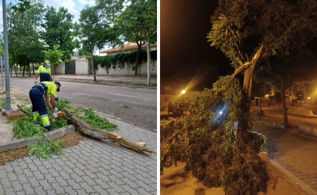 Jardineros de la empresa que presta el servicio para el Ayuntamiento retira un árbol partido en el paseo del Valdobar. Y un árbol derribado por el viento en la plaza de los Comuneros de Peñafiel. 