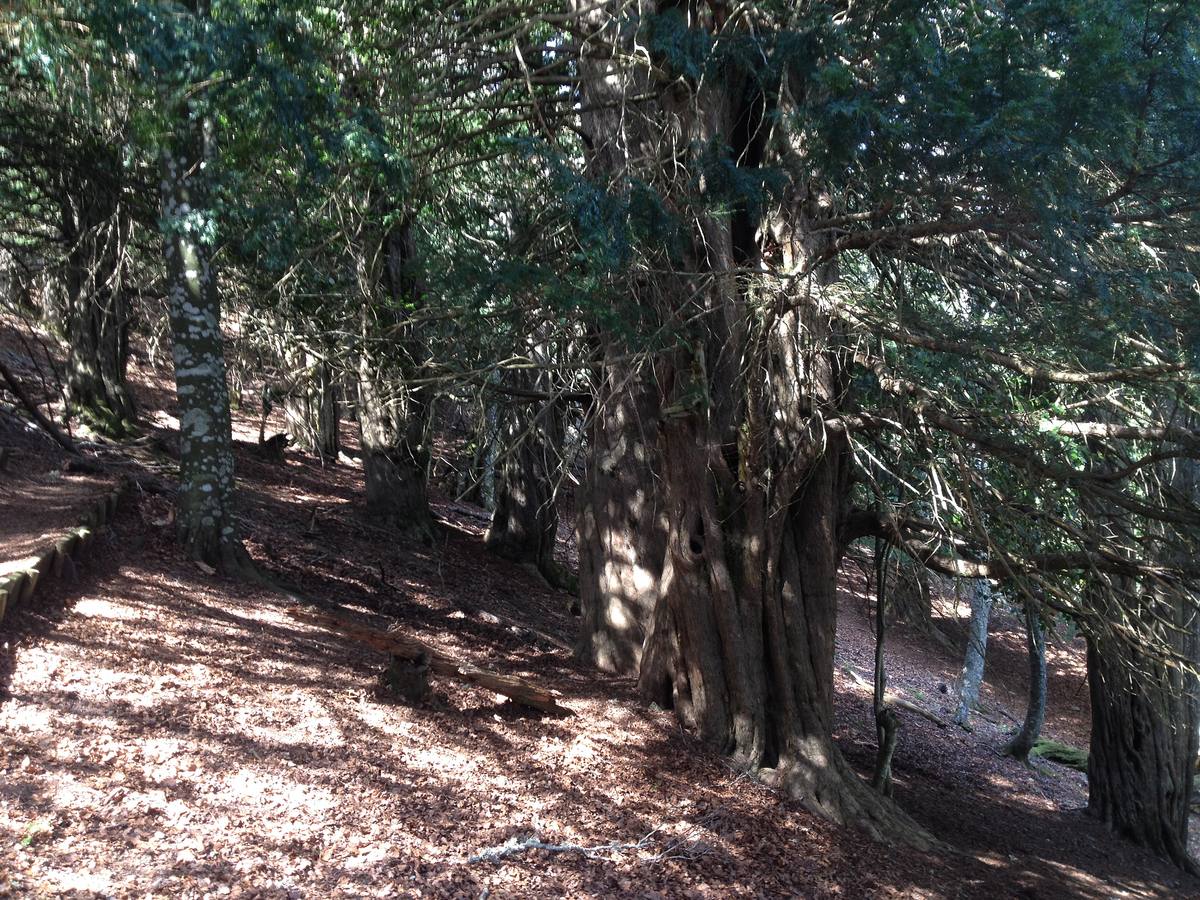 Fotos: Escapada a la Montaña Palentina: la magia de la Tejeda de Tosande