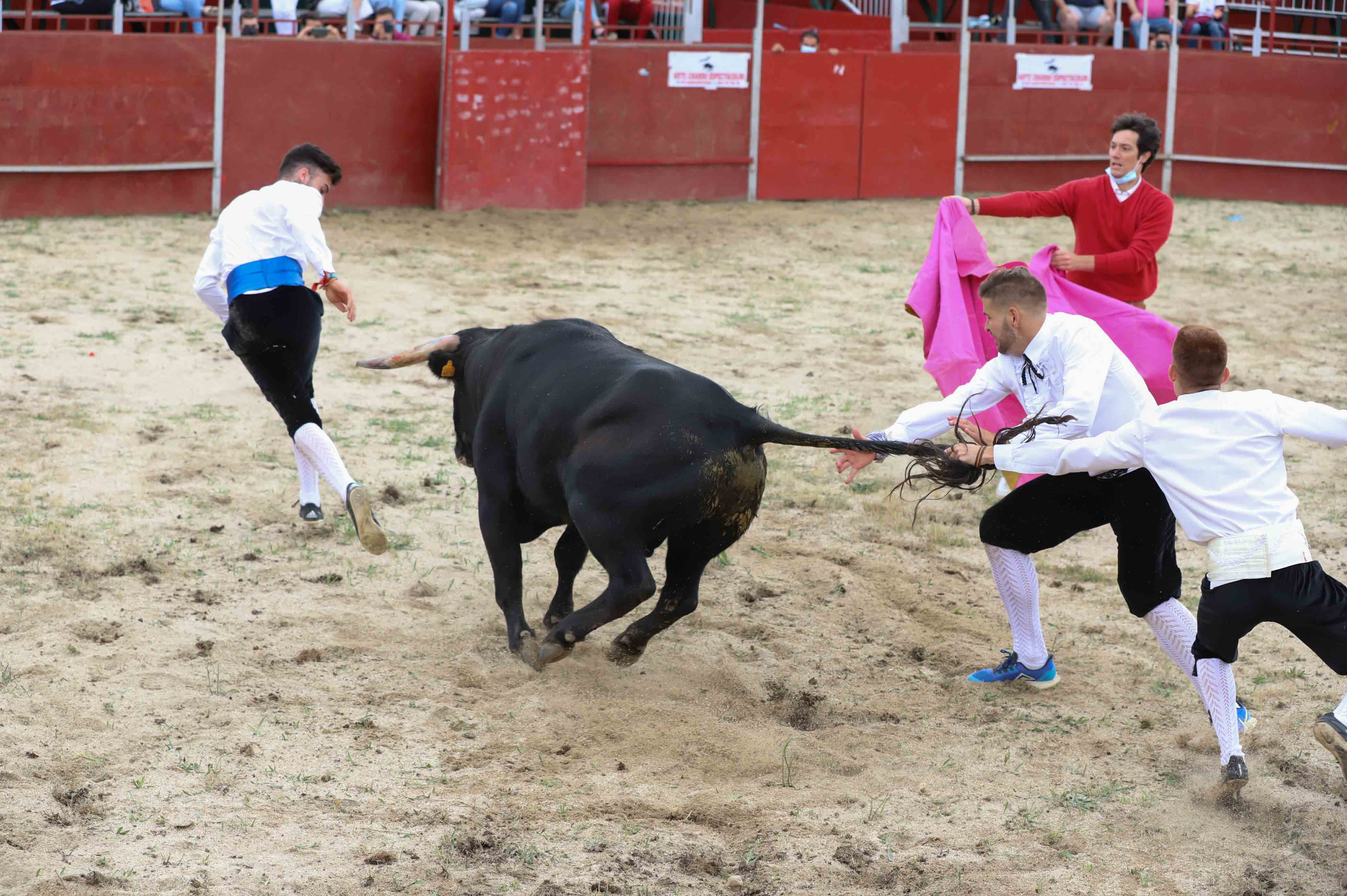 Concurso de recortes en Carrascal de Barregas