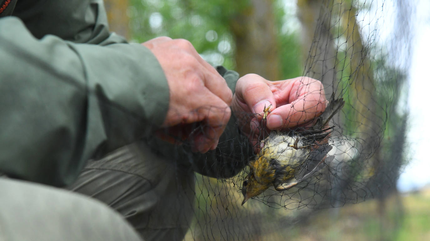 Fotos: Anillado de aves en Castronuño