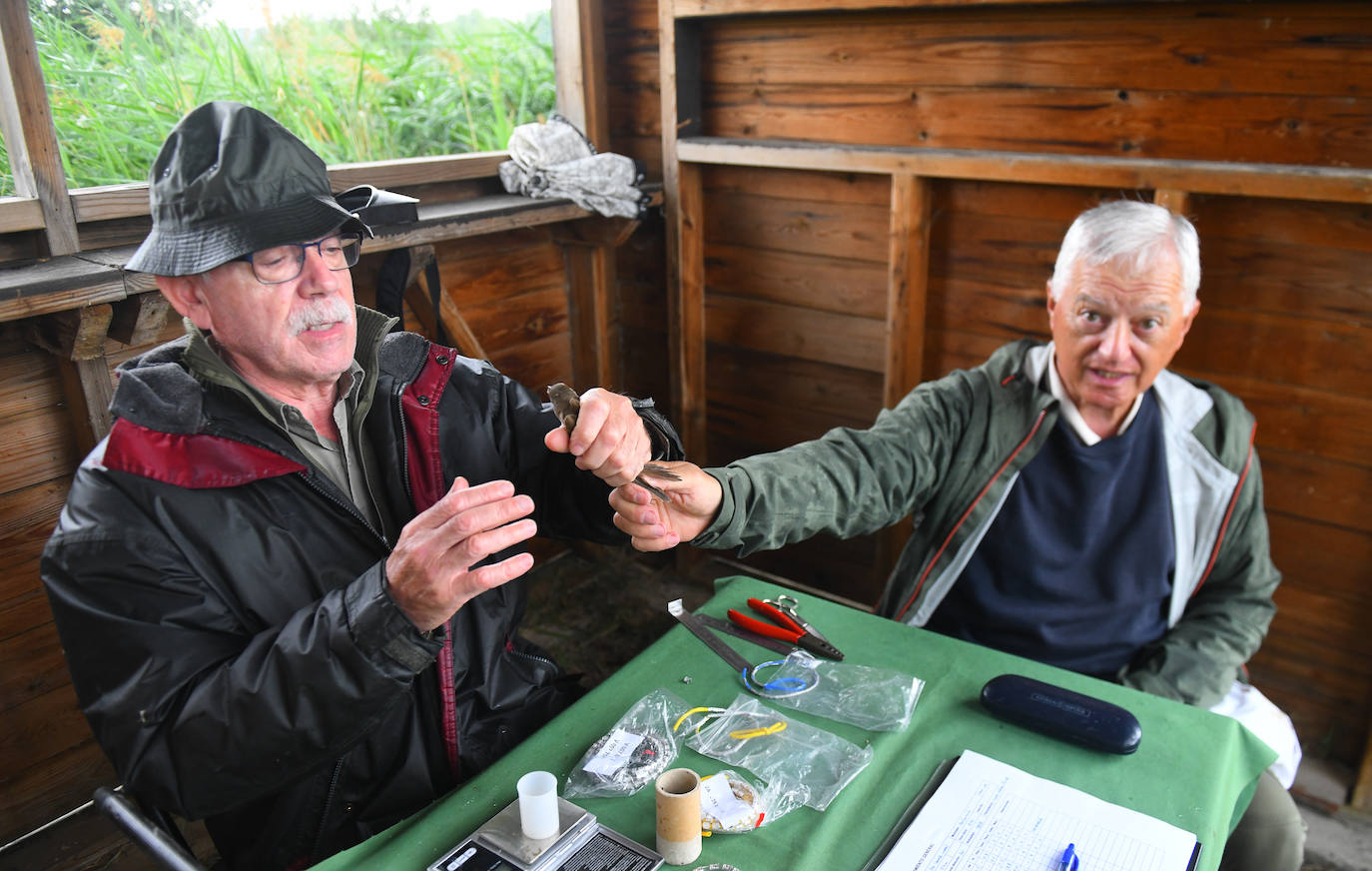 Fotos: Anillado de aves en Castronuño