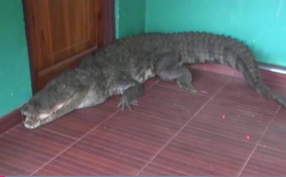 Una niña se encuentra con un cocodrilo de casi tres metros al abrir la puerta de su casa en Sri Lanka
