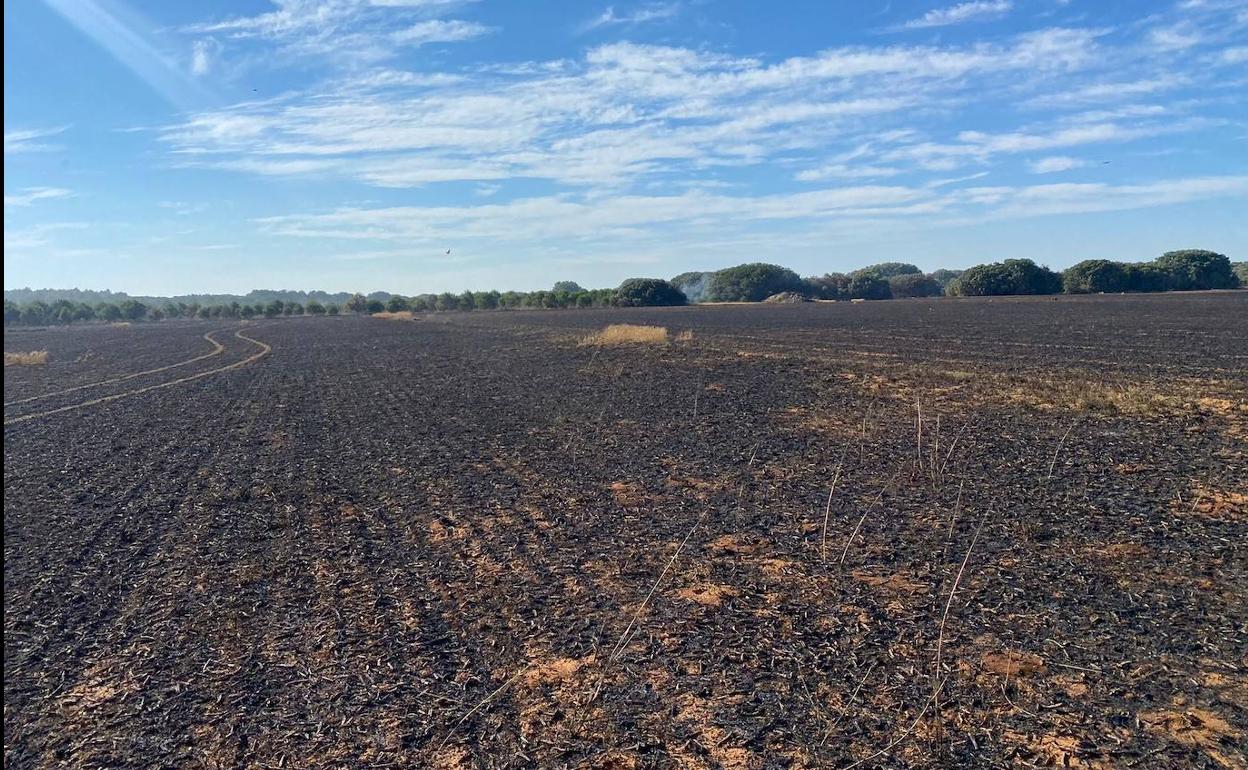 Estado en el que ha quedado una de las tierras arrasadas por el fuego. 