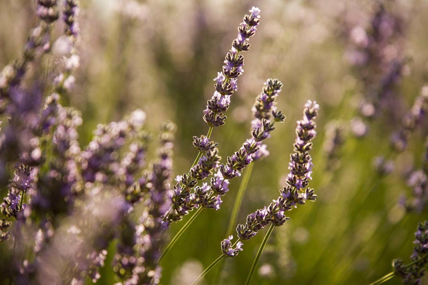 Fotos: Brihuega: así es el campo de lavanda más espectacular del mundo