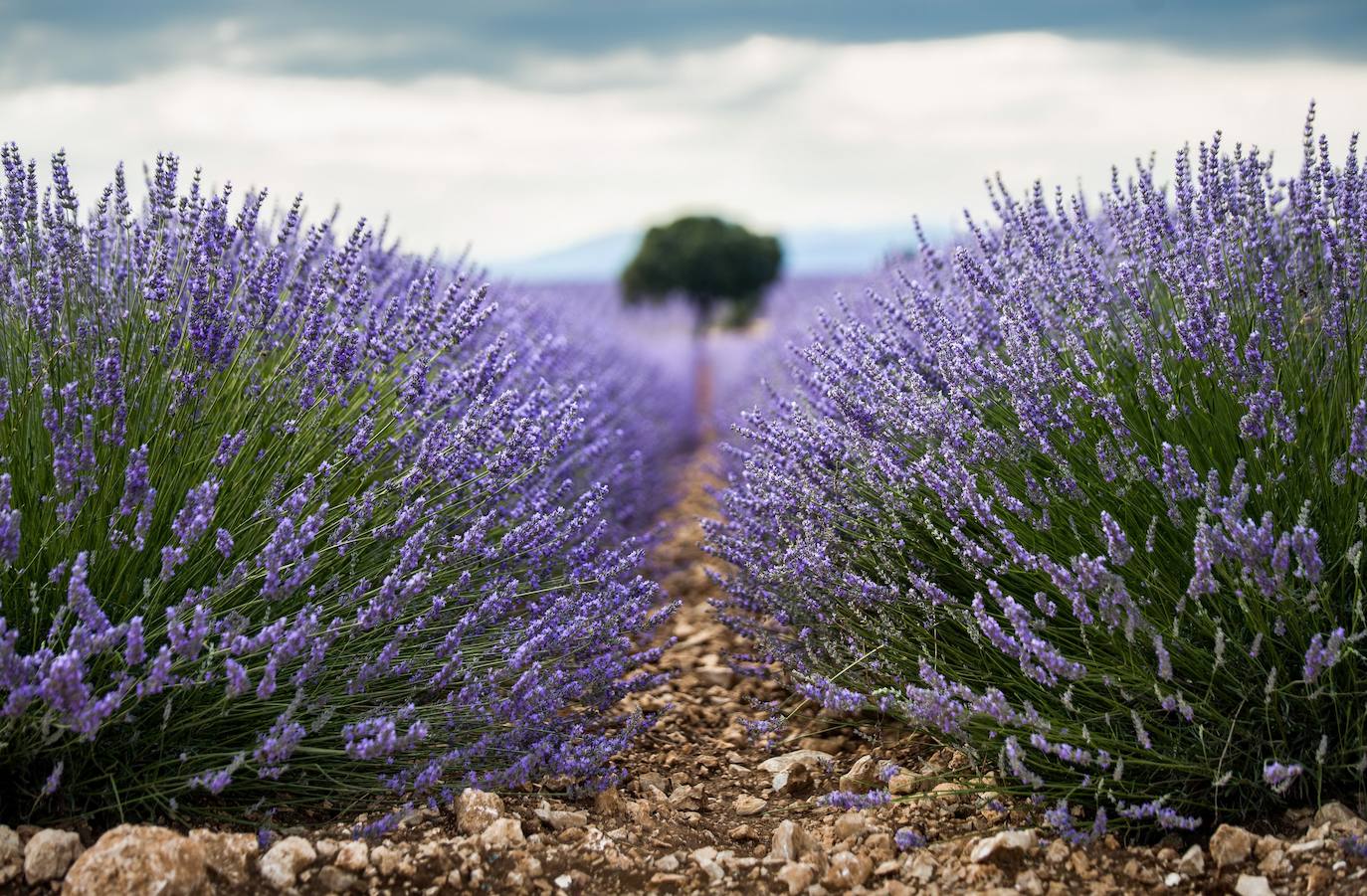 Fotos: Brihuega: así es el campo de lavanda más espectacular del mundo