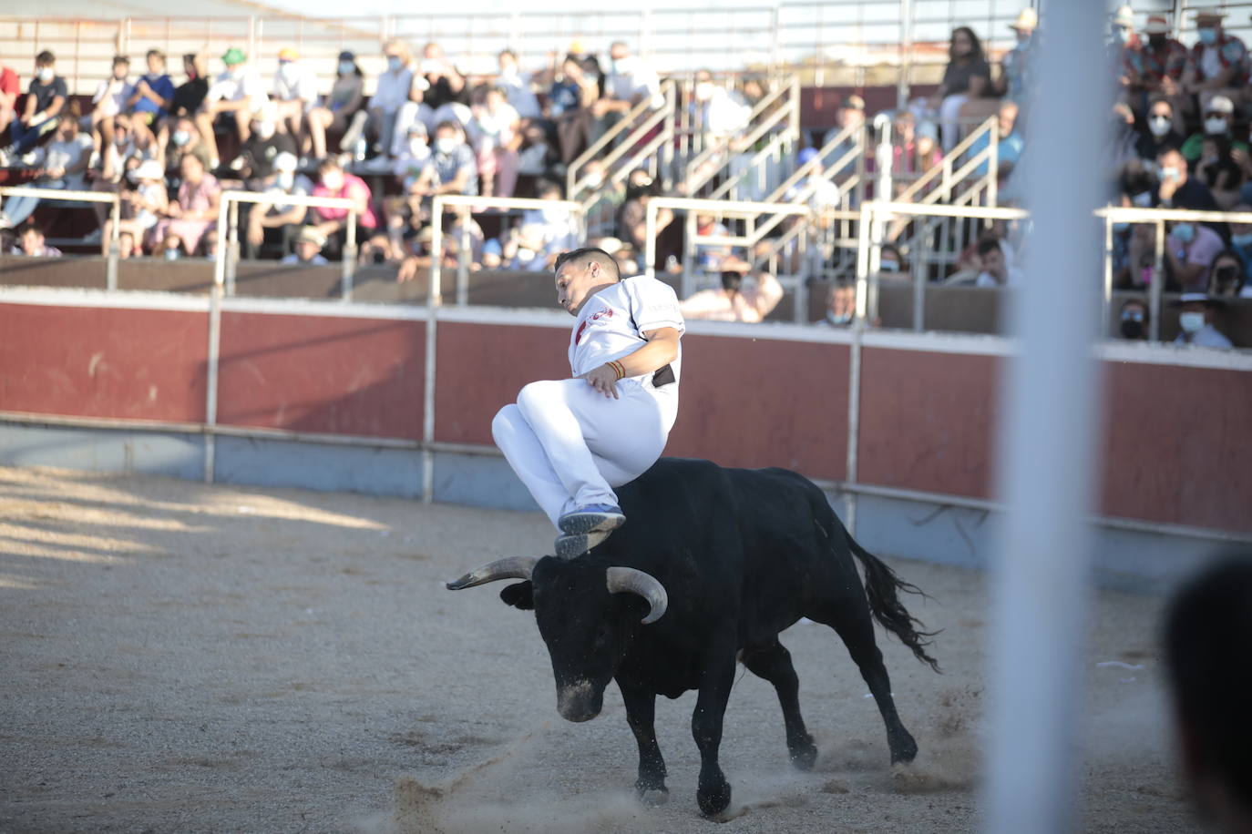 Fotos: Concurso de cortes en Cigales en honor a Santa Marina