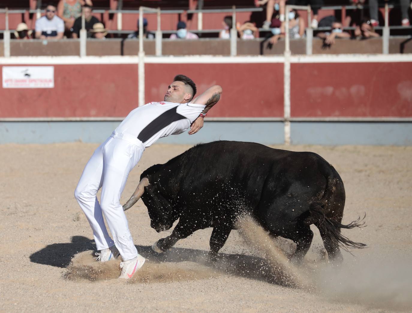 Fotos: Concurso de cortes en Cigales en honor a Santa Marina