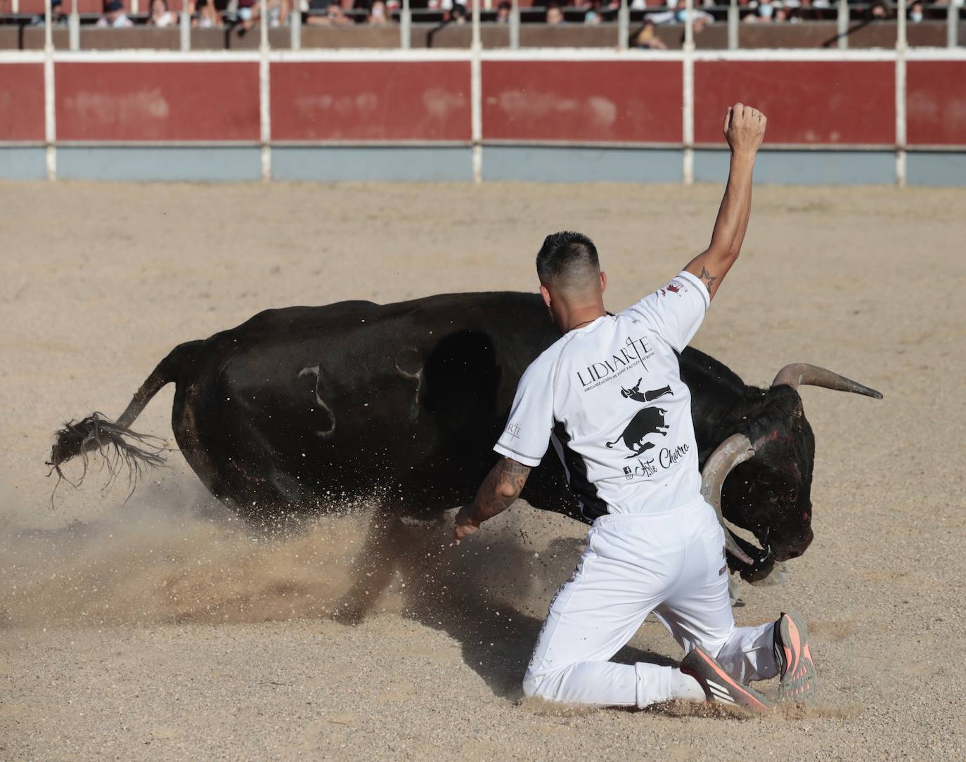 Fotos: Concurso de cortes en Cigales en honor a Santa Marina