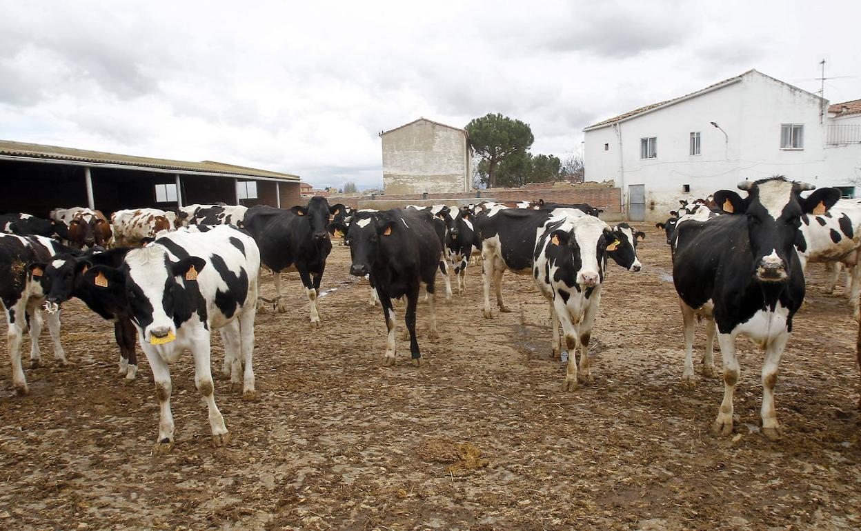 La cadena de poco valor de la leche