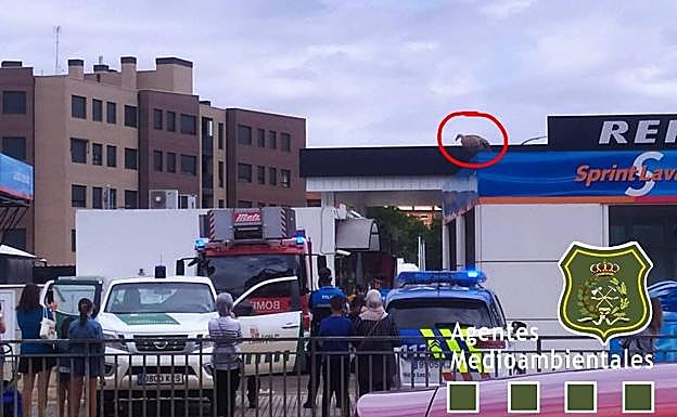 El buitre encaramado en el tejado de la gasolinera.