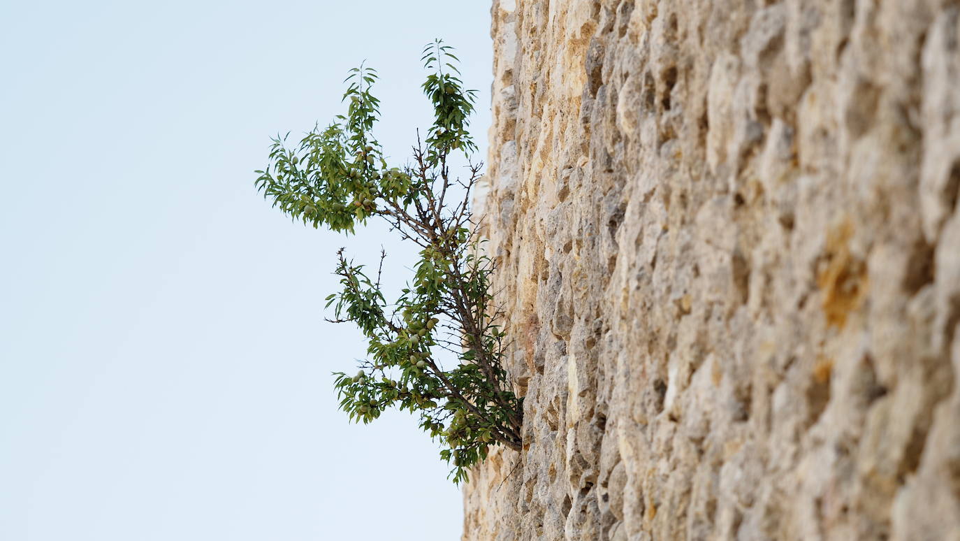 Detalles del castillo que presentamos esta semana 