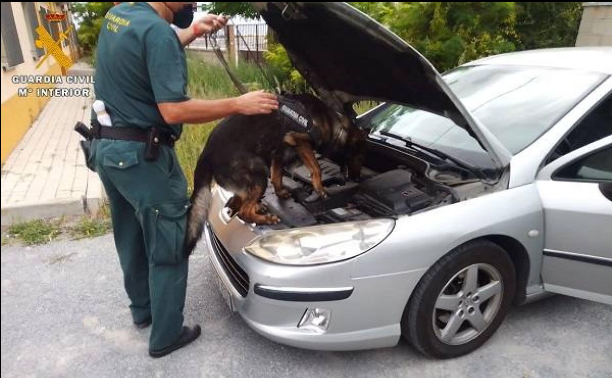 Un perro trata de encontrar los paquetes ocultos en el coche.