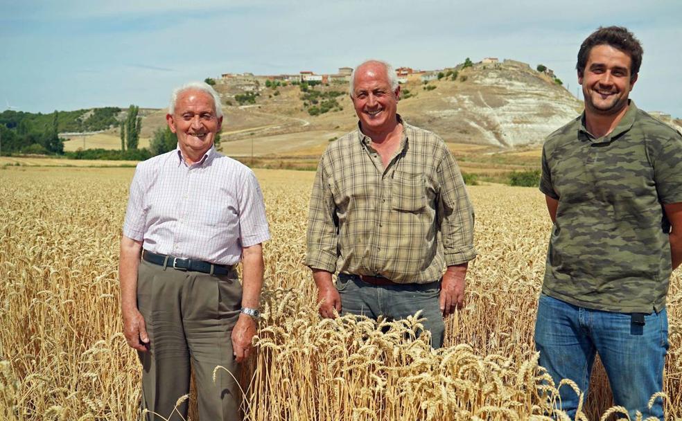 José Luis, Luis Jesús y Santiago Real, en un campo de trigo en Pañaflor de Hornija.