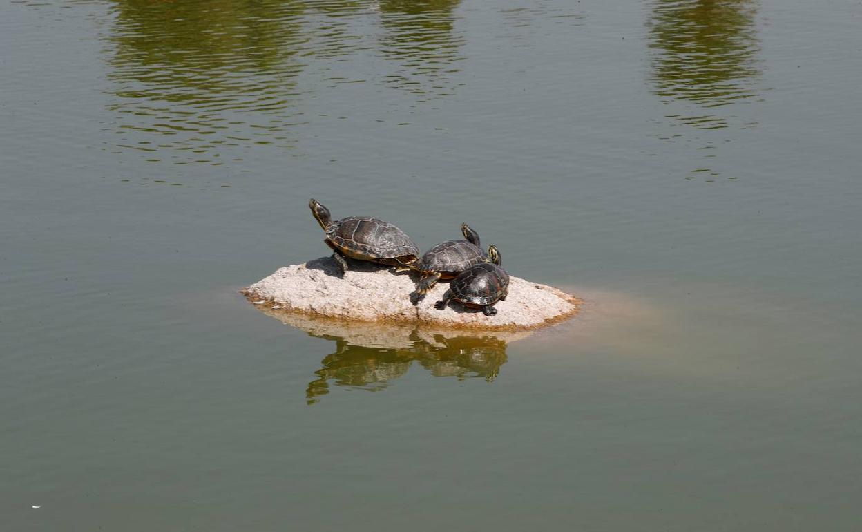 Varias tortugas salen al sol. 